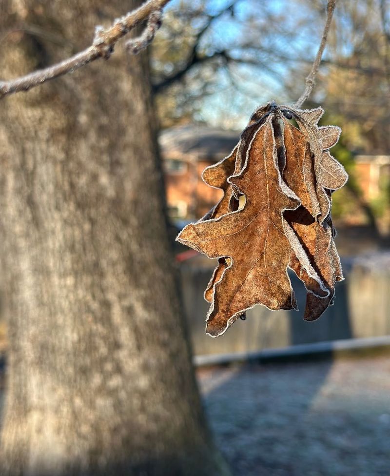 Check Trees for Winter Stress and Weak Structure