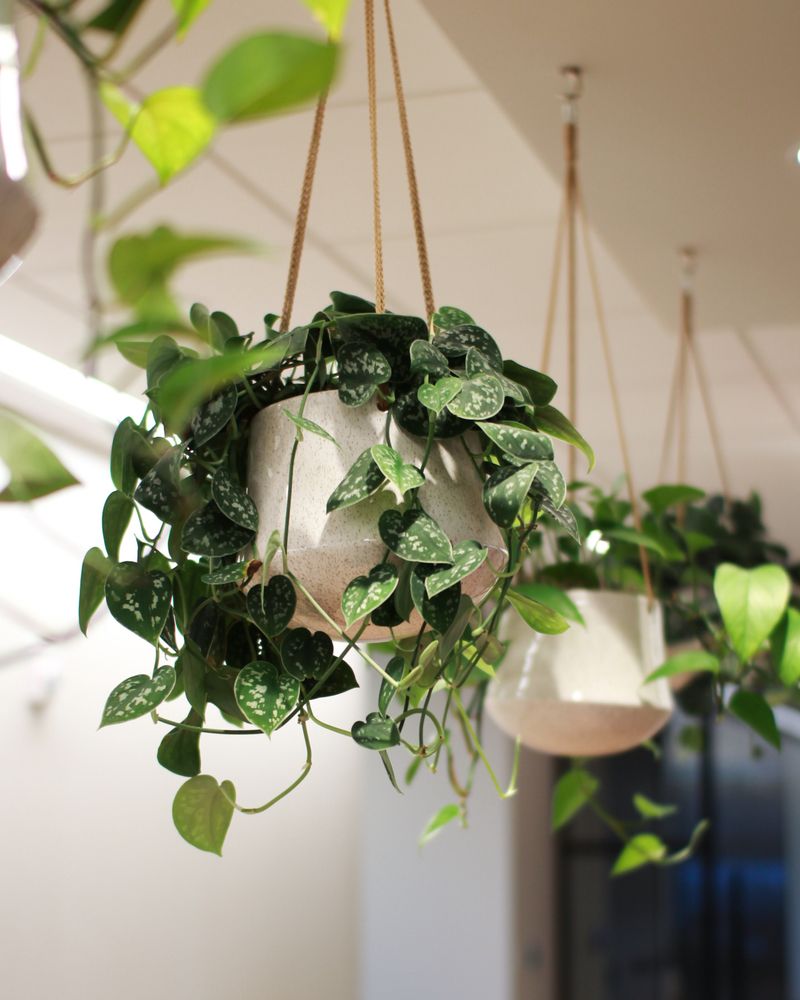 Add Hanging Plants To Empty Spaces