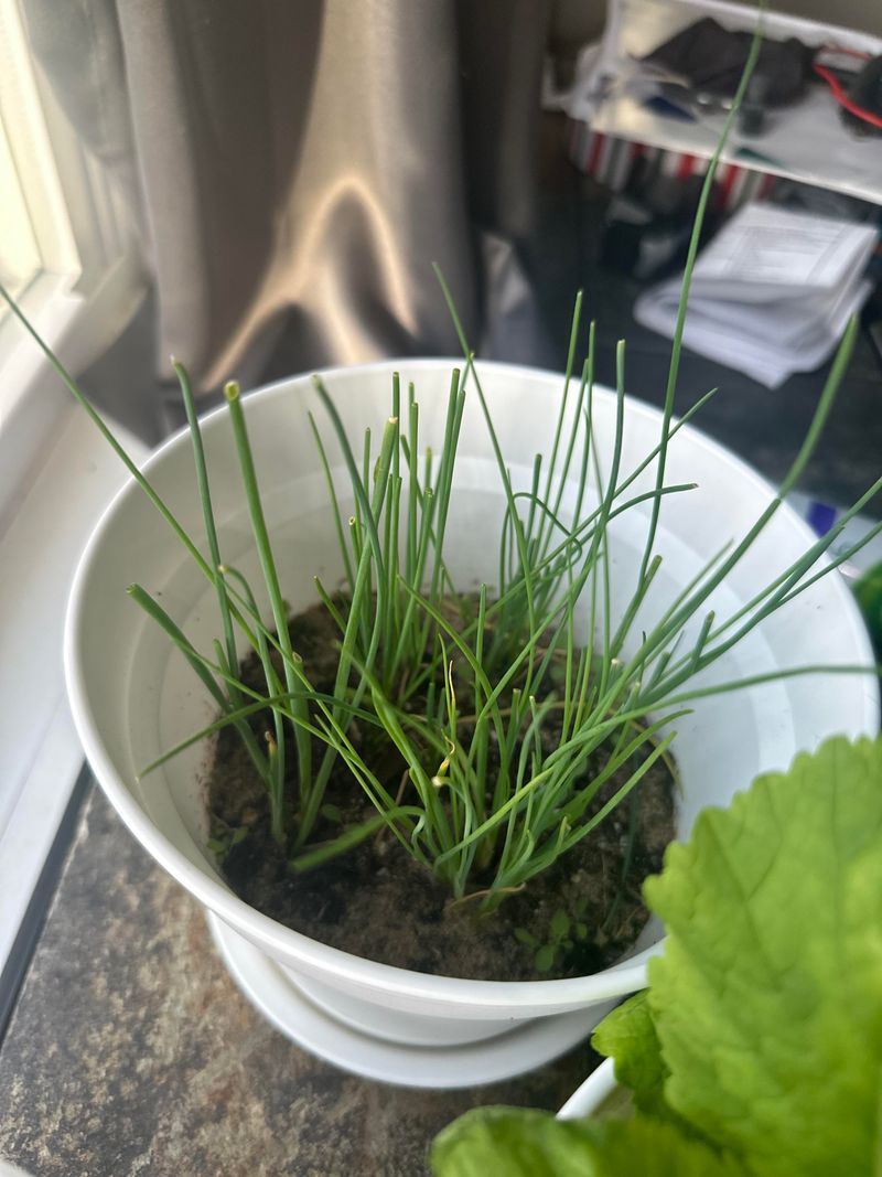 Protecting Chives Through Late Cold Snaps