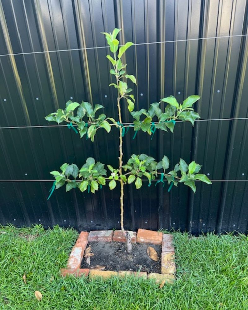 Climate-Adaptive Micro-Orchards