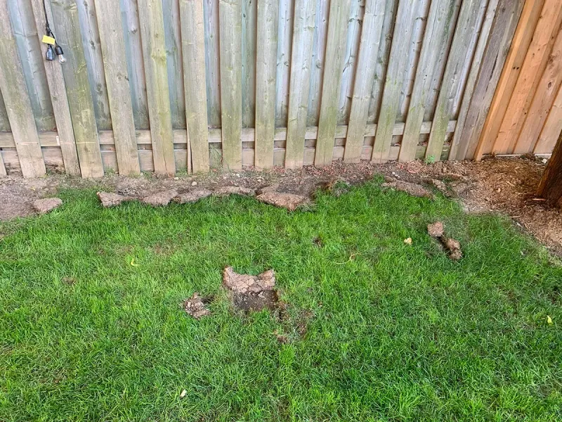 Yard Damage Is Often A Symptom, Not The Real Problem