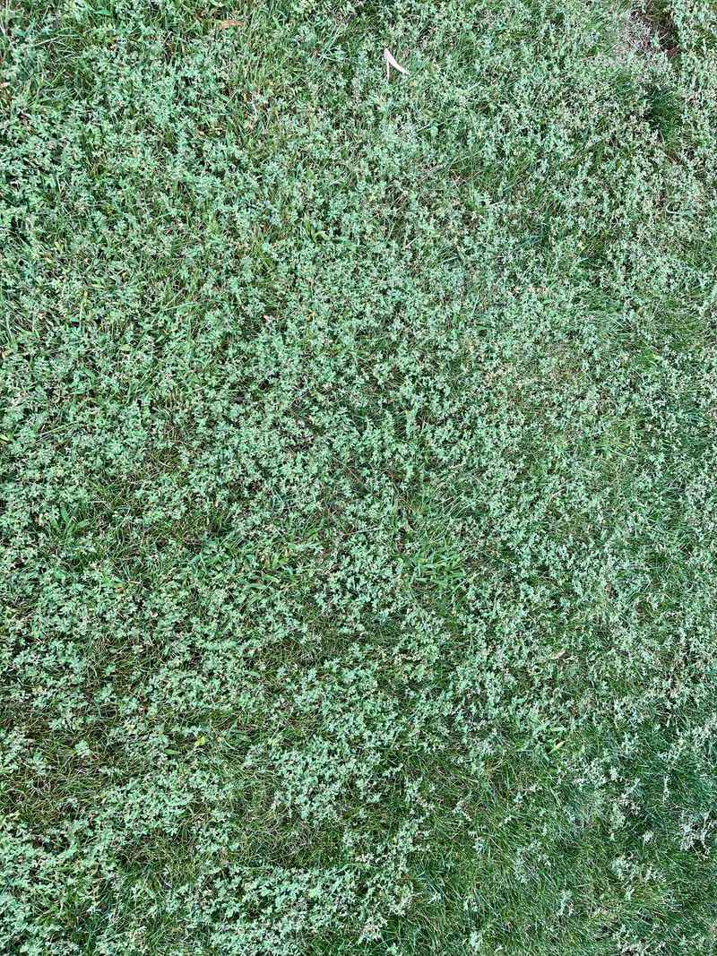 Ignoring Bare Soil Where Spurge Easily Returns