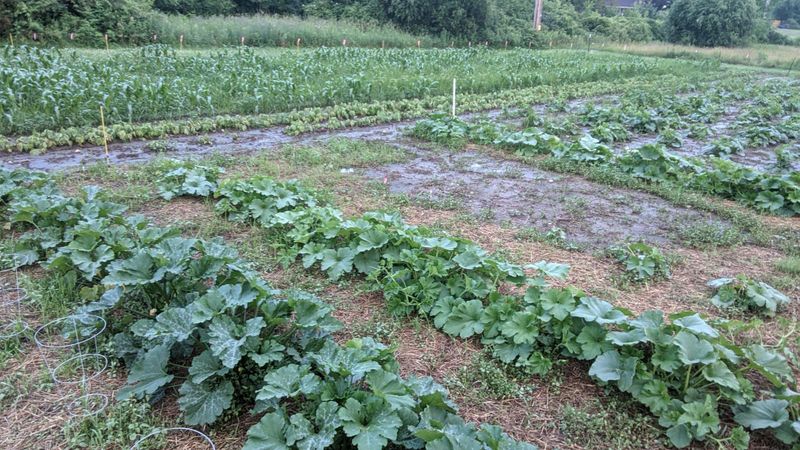 Adjust Watering After Heavy Rain