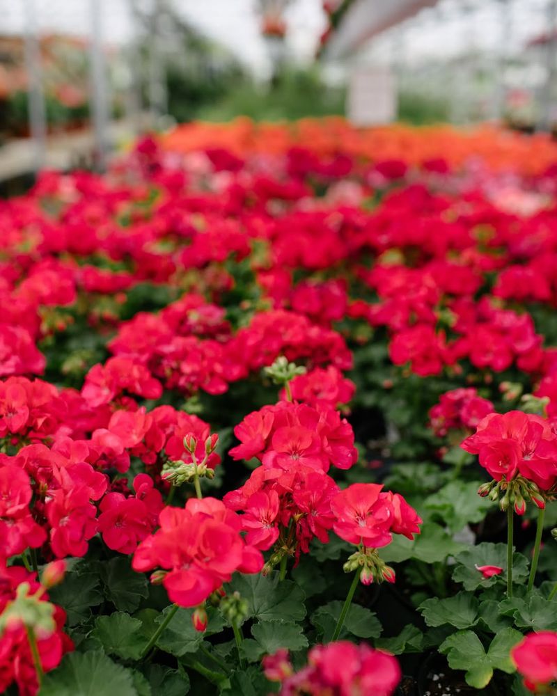 Give Geraniums The Brightest Light You Have