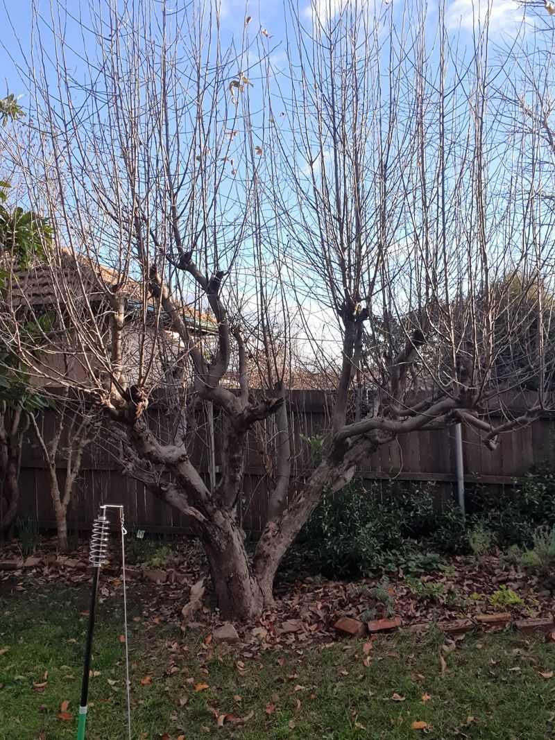 Focus On Opening The Canopy For Light And Airflow