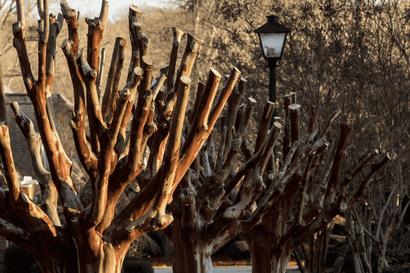 Avoid Incorrect Pruning By Not Topping Your Trees