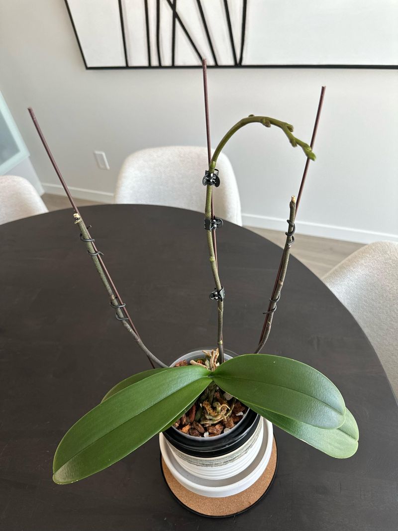 Trim Spent Flower Spikes Carefully