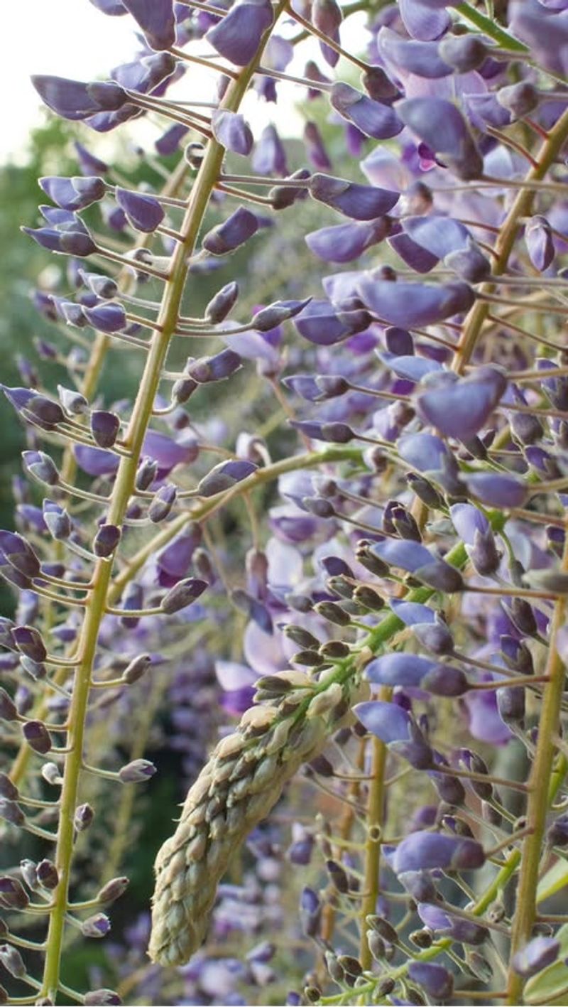 Cut Back Long, Whippy Shoots