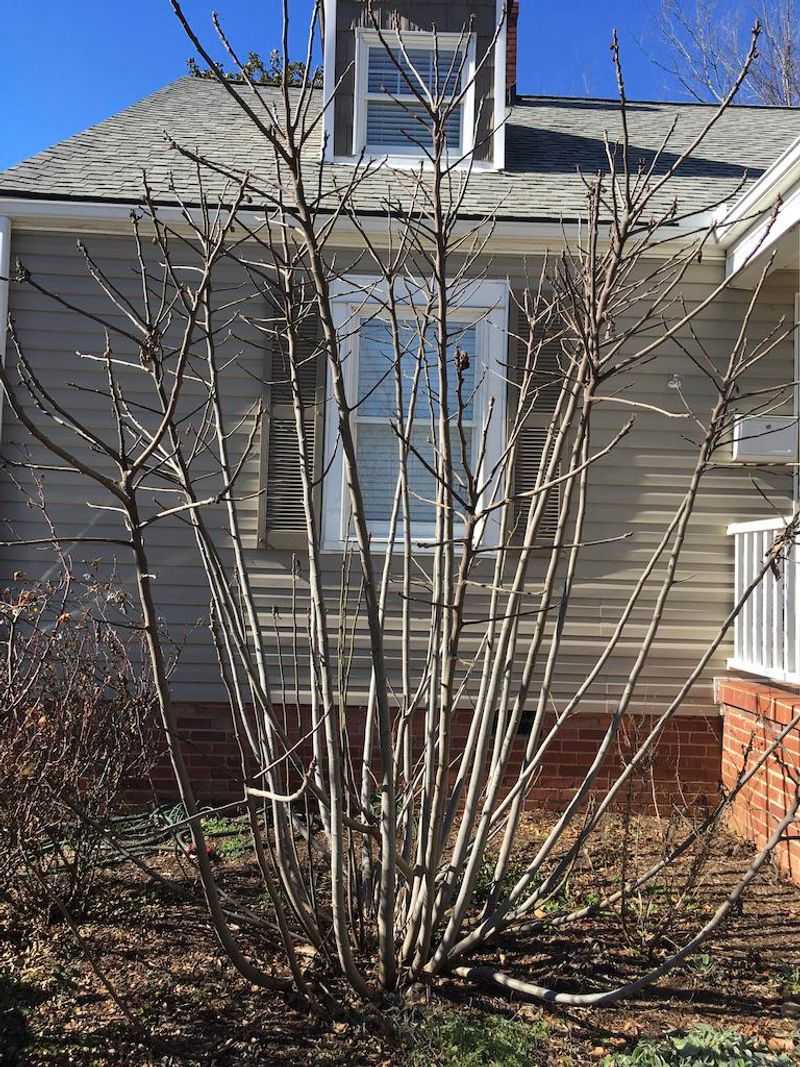 Thin Out Crowded Interior Branches