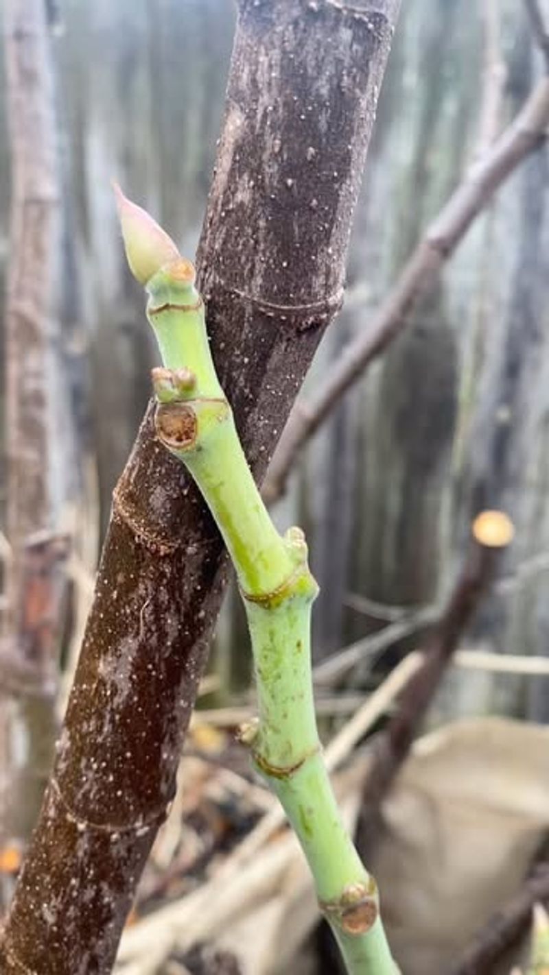 Prune During the Dormant Season