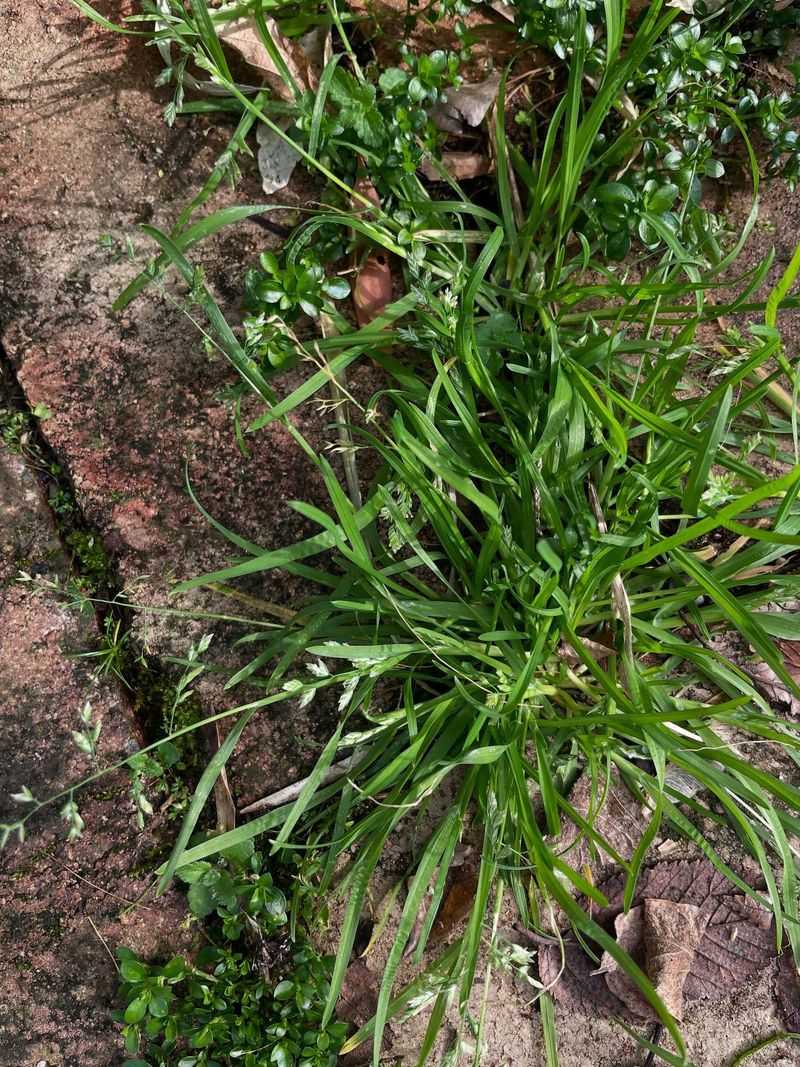 Weed Garden Beds And Lawns