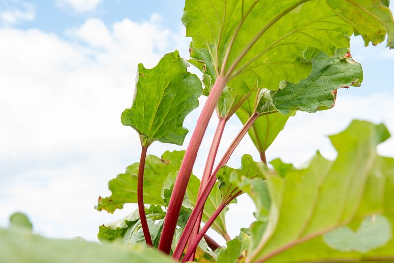 Harvest Properly And Know When To Stop Picking