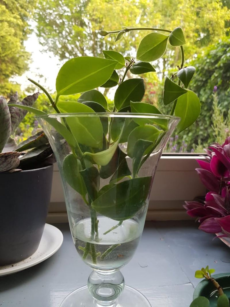 Choose Water Or Soil Propagation Methods