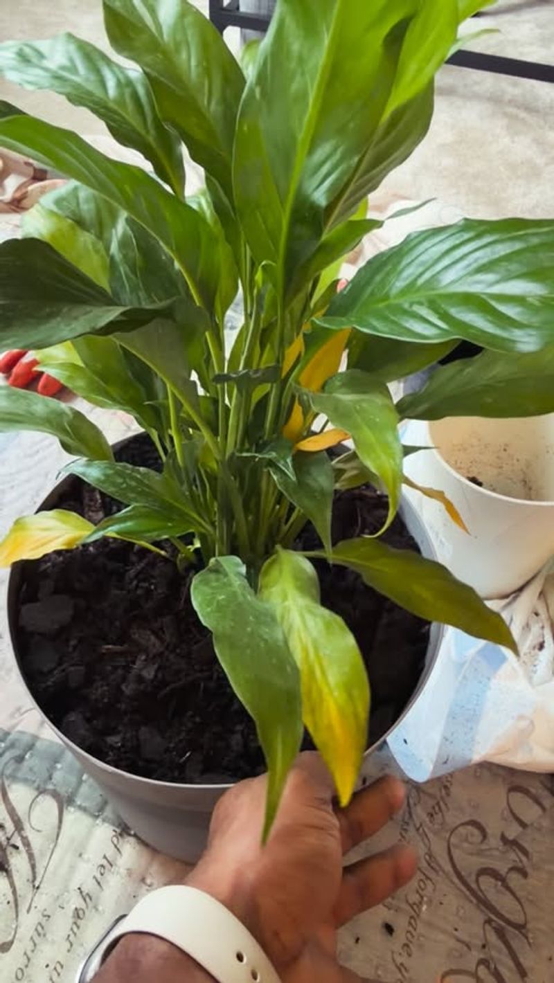 Position The Plant At The Same Depth In The New Pot