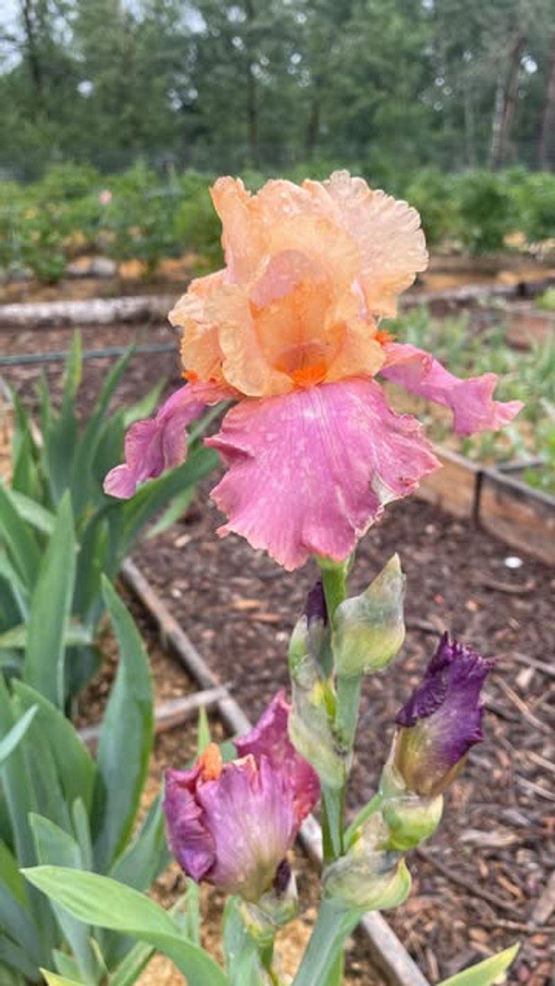 Keep Mulch Away From Iris Rhizomes