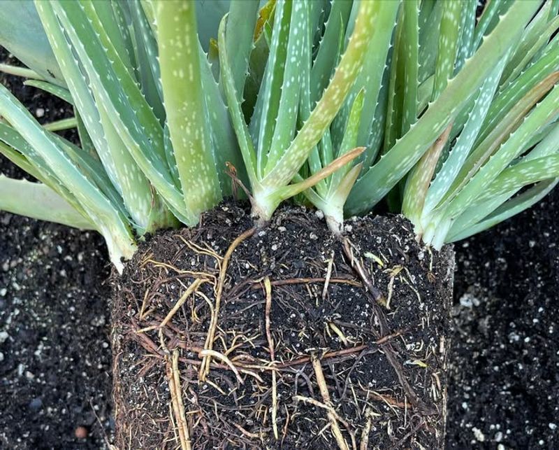 Let Aloe Roots Dry Before Replanting