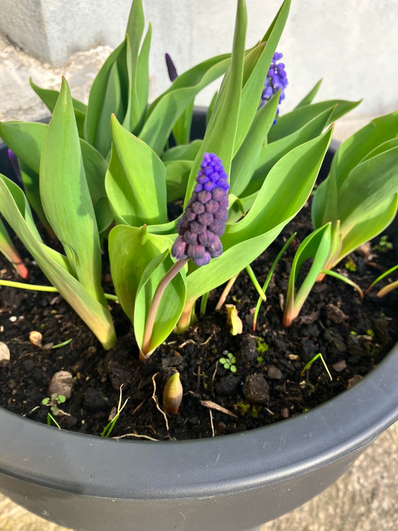 Let Foliage Fade Naturally After Flowering