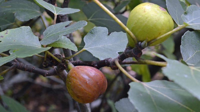 Cut Back Last Year's Excess Growth Carefully