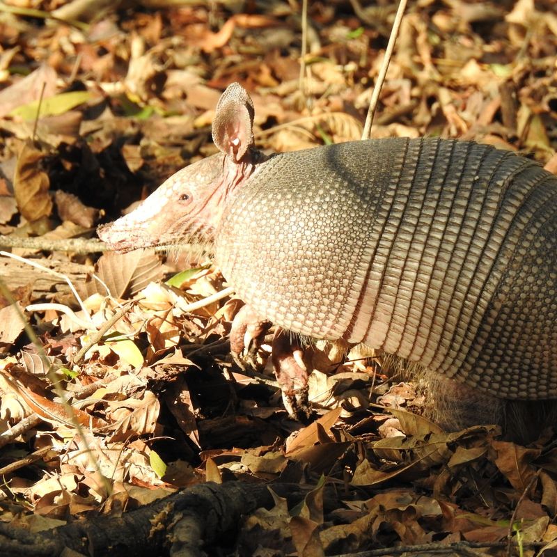 Install Motion-Activated Sprinklers To Startle Nocturnal Visitors