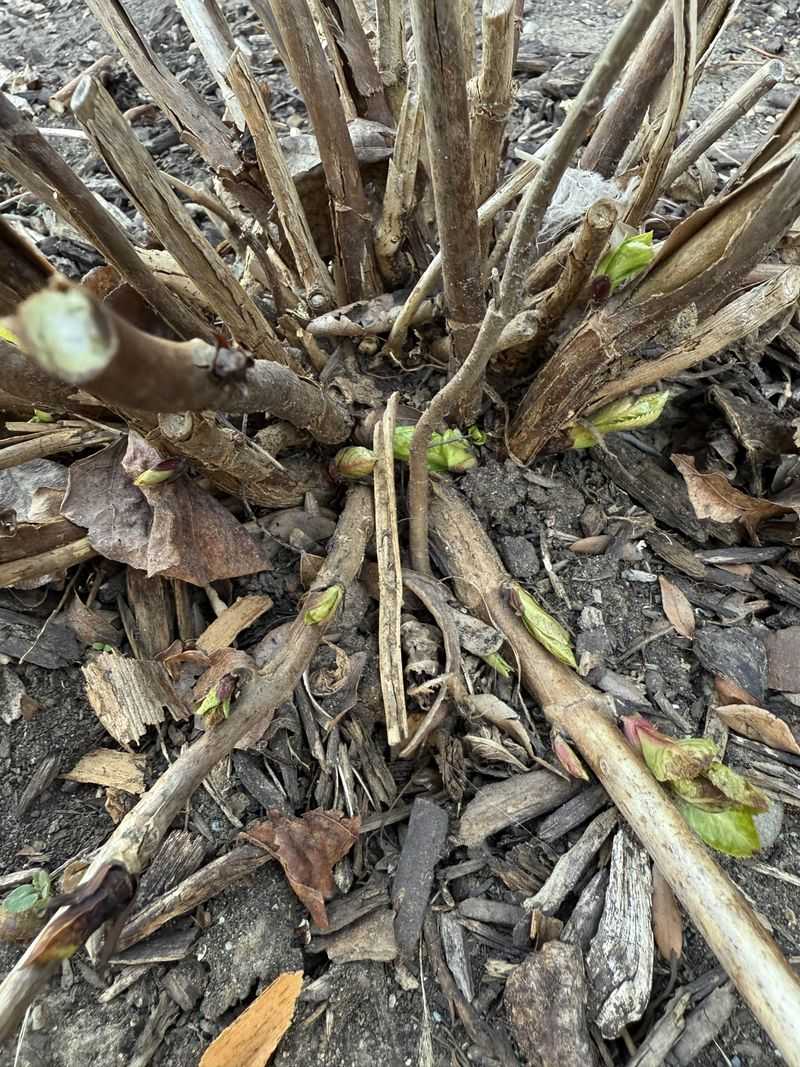 Hold Off On Major Pruning Until You Know The Type