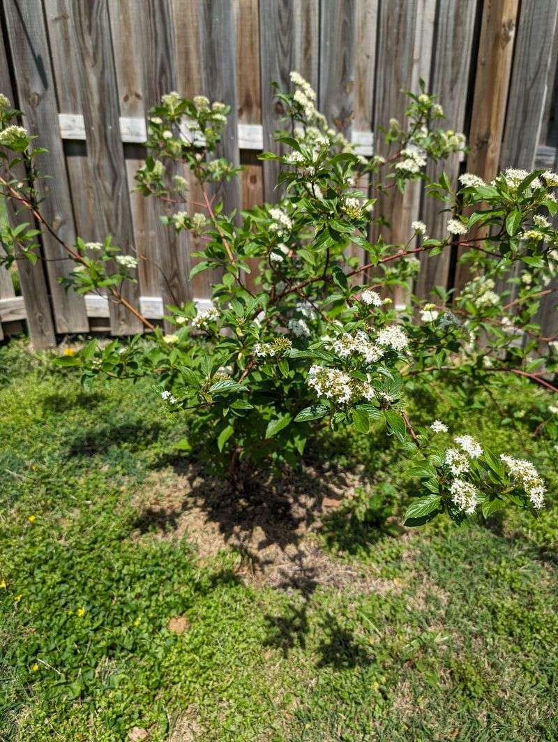 Avoid Heavy Cuts Before Extreme Heat Sets In