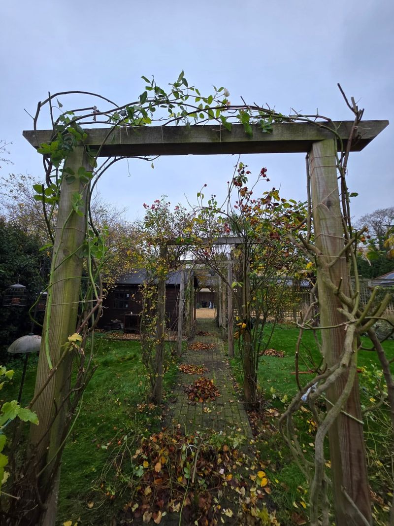 Cut Back Long, Whippy Shoots To Encourage Flowering