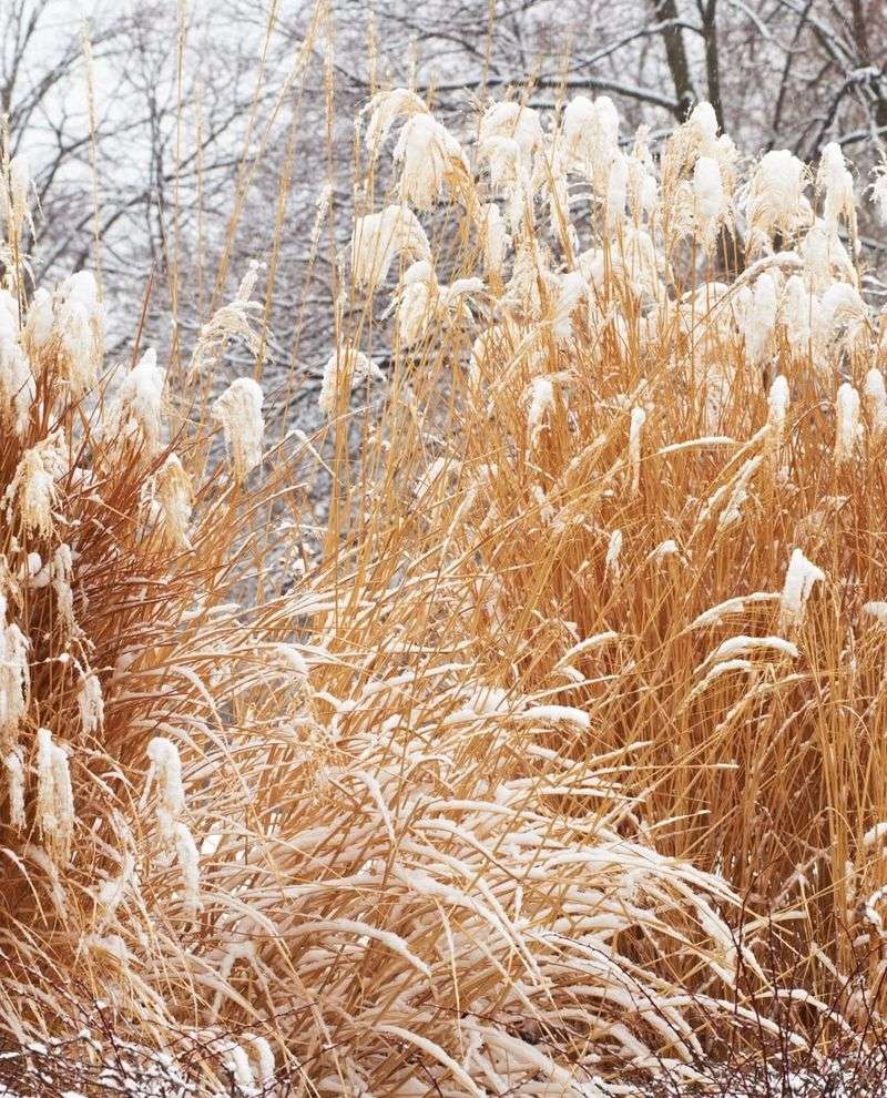 Trimming Ornamental Grasses