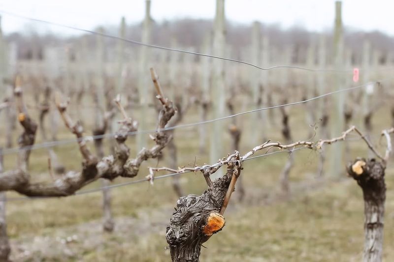 Encouraging New Growth