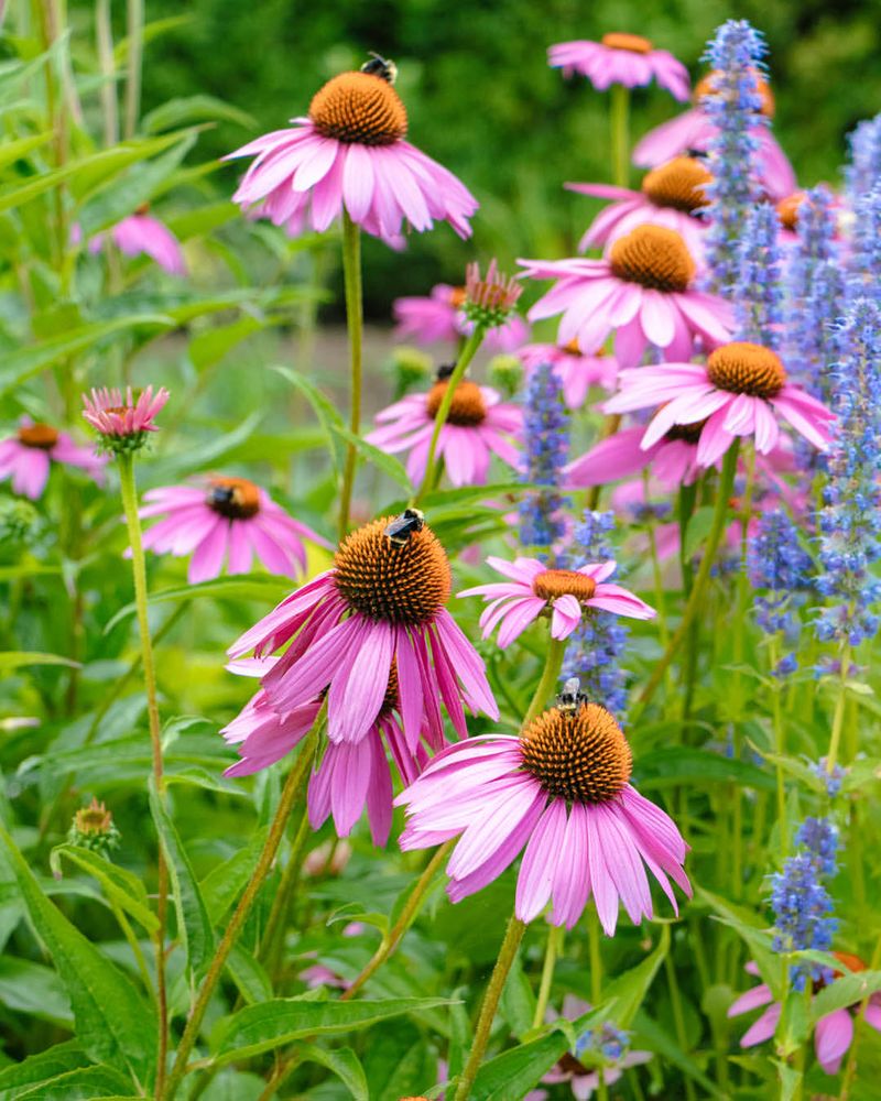 Creating Pollinator-Friendly Garden Zones
