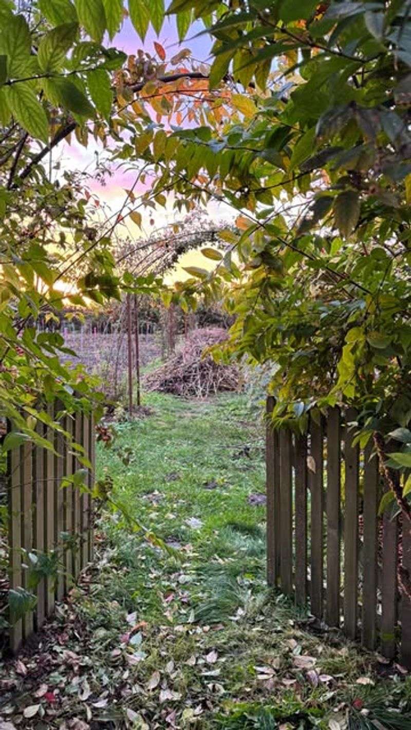 Cutting Down Perennials Too Soon