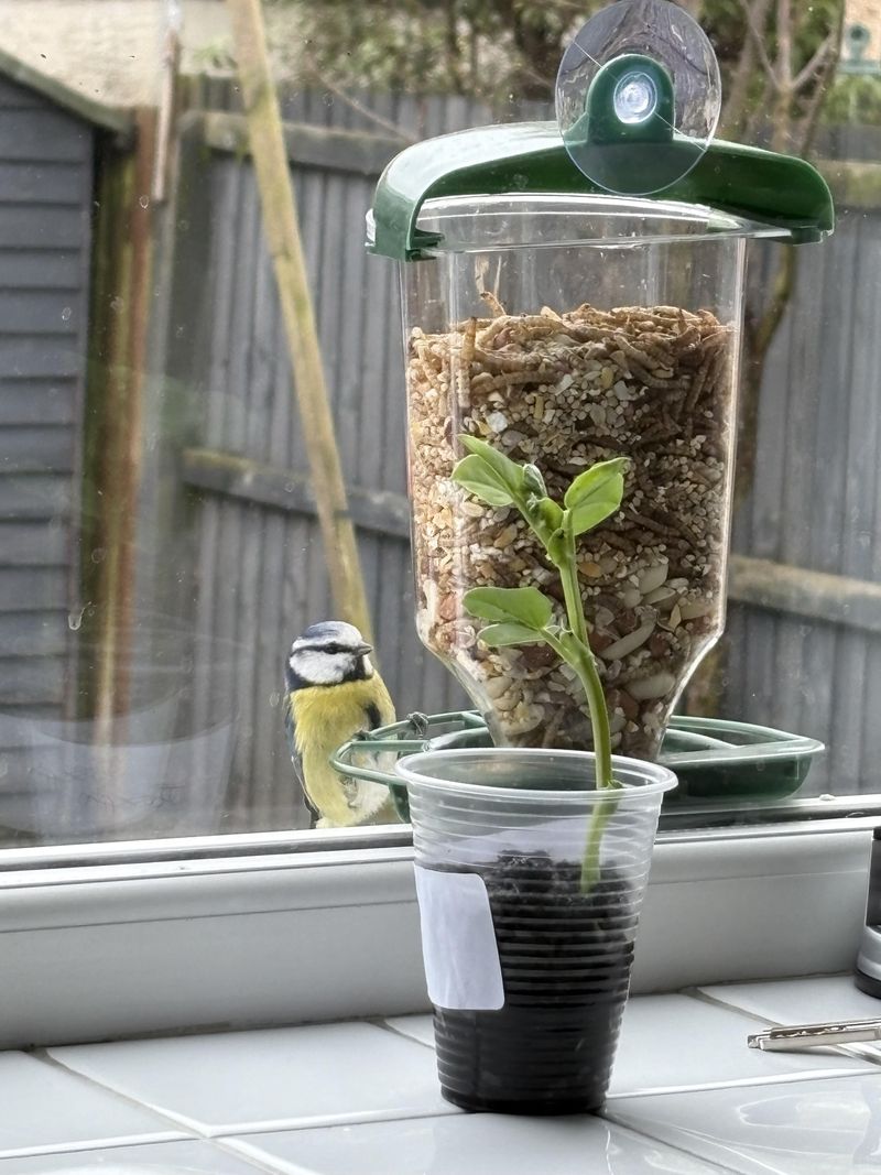 Placing Bird Feeders Too Close To Windows