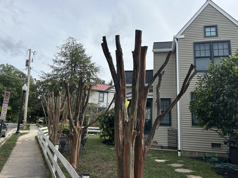 Pruning At The Right Height Prevents Excess Leaf Growth