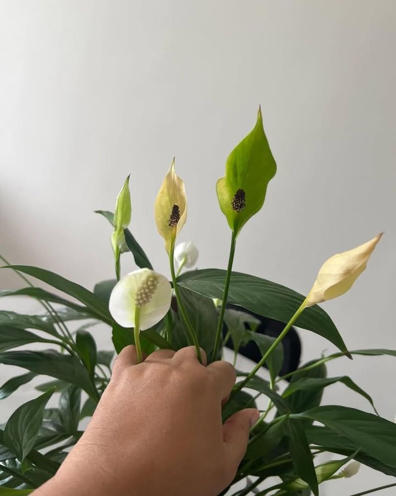 Trimming Yellow Leaves At The Base