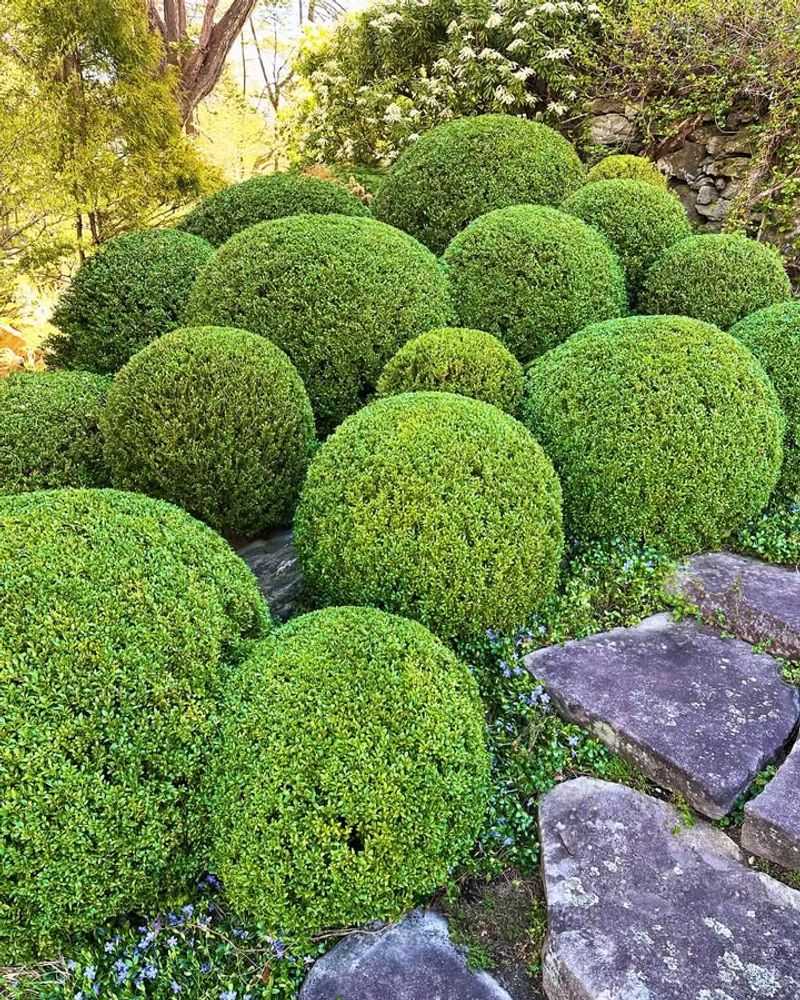 Shearing Shrubs Into Shapes