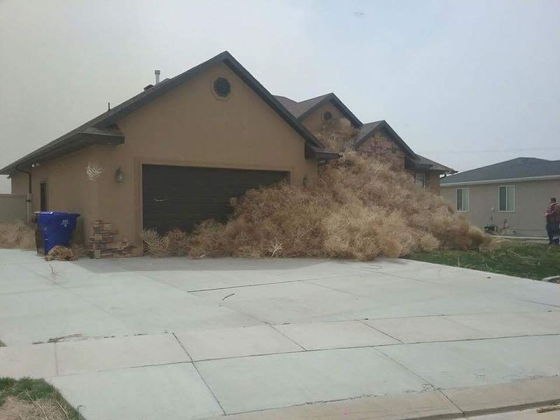 Adjusting Yard Edges That Catch Rolling Weeds