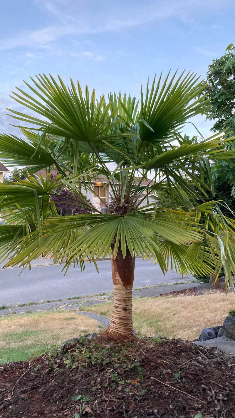 Water Correctly After Repositioning The Palm