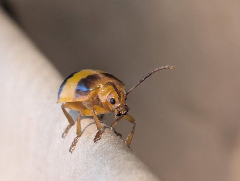 Warmer Summers Help Populations Expand