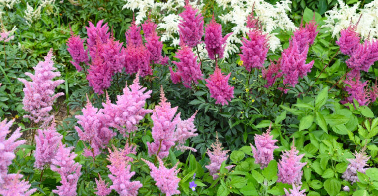 plants (featured image)