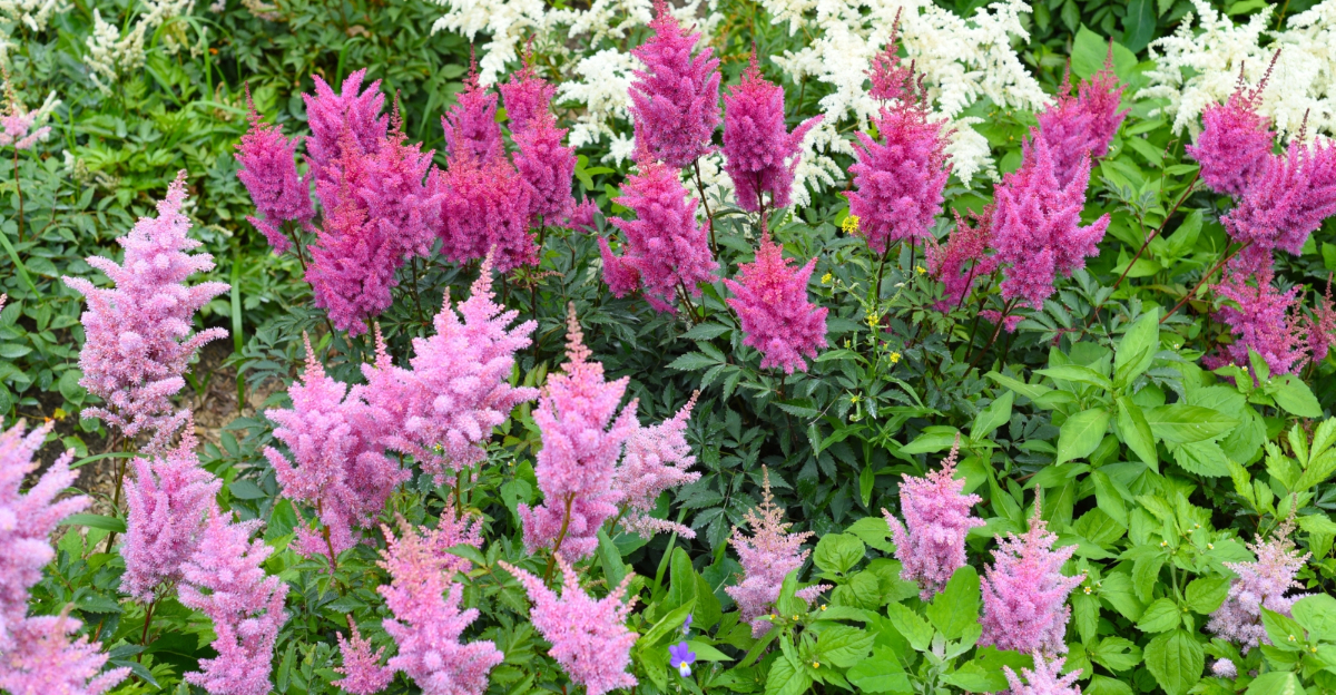 plants (featured image)