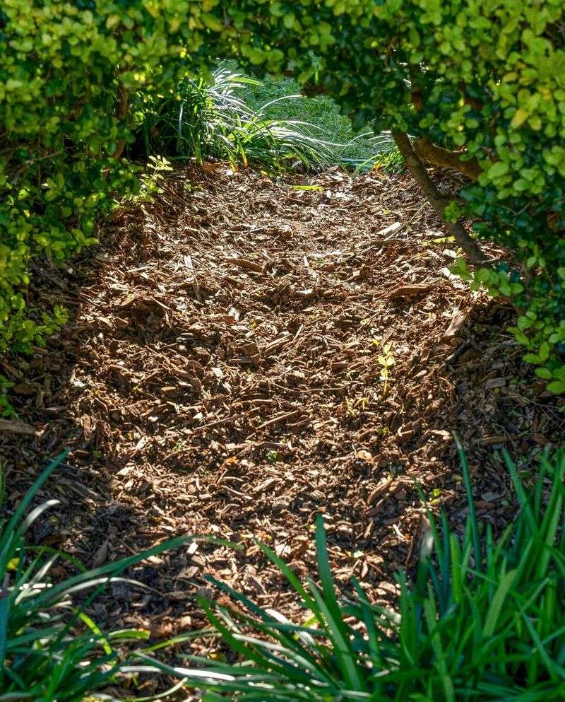 Use Mulch To Retain Soil Moisture