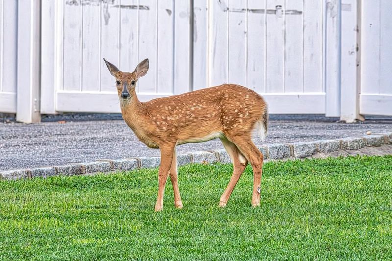Educate Your Family About Proper Wildlife Behavior