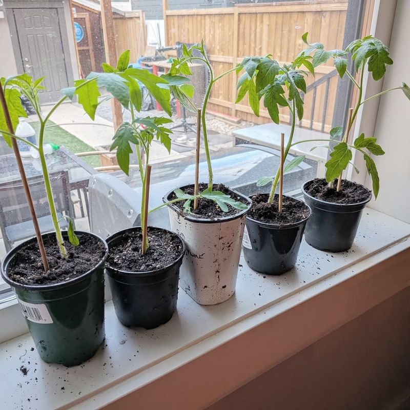 Bury Stems Slightly Deeper During Repotting