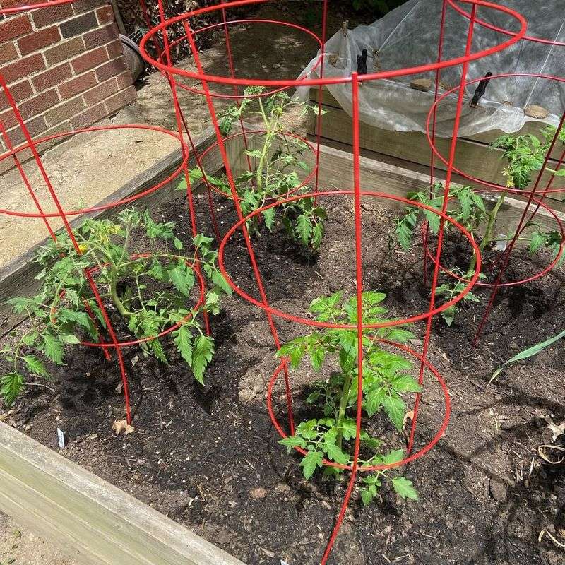 Pennsylvania Gardeners Usually Repot 3-4 Weeks After Germination