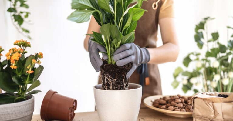 peace lily (featured image)