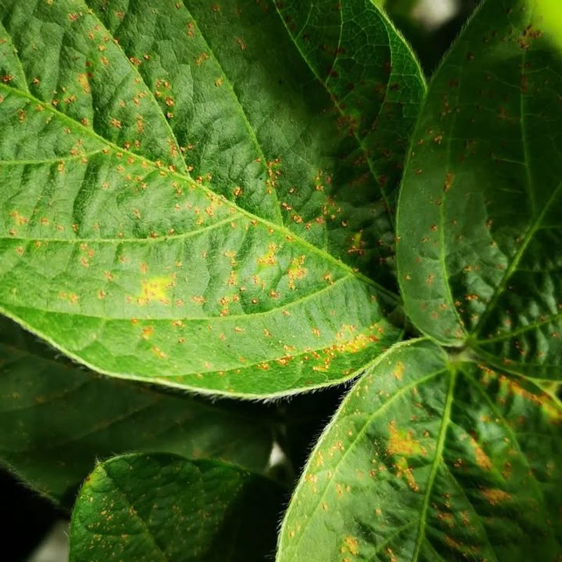 Misting Dormant Plants Encourages Fungal Disease