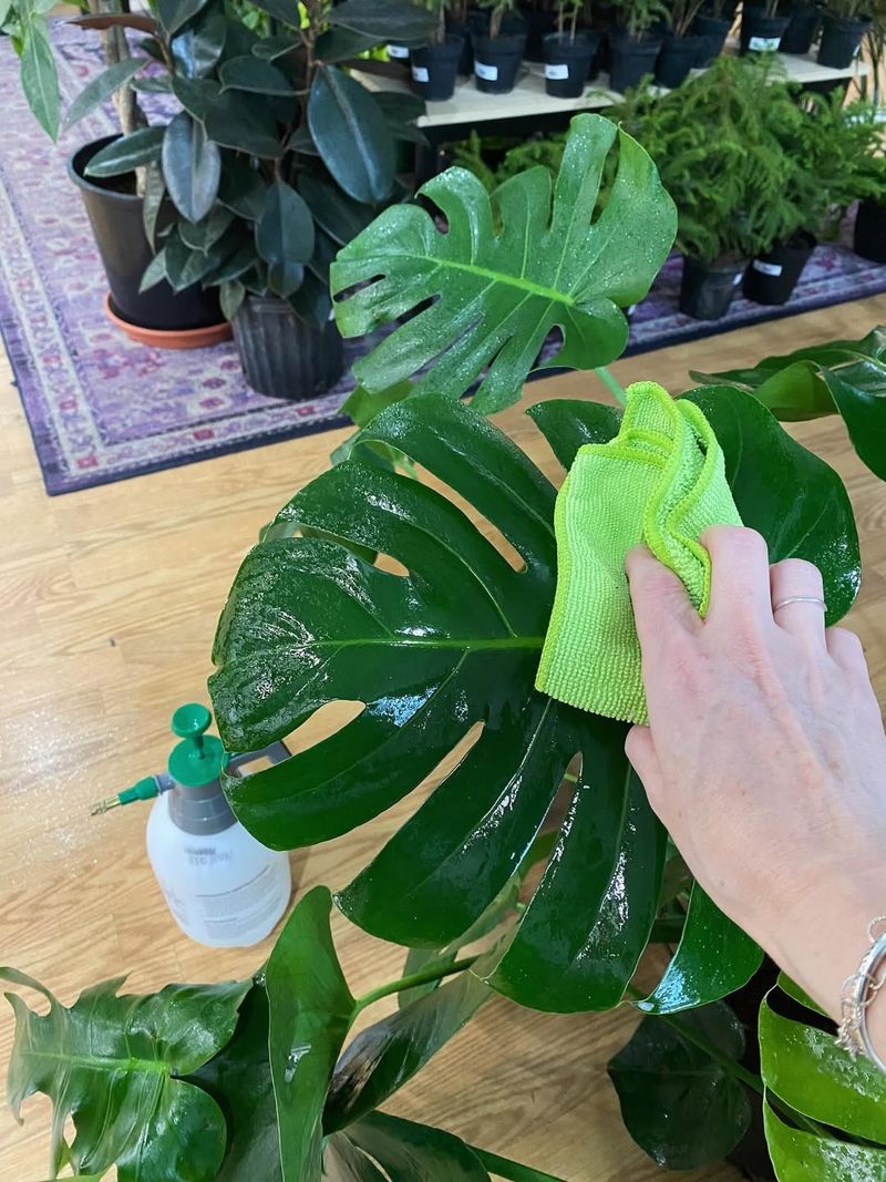 Cleaning Dust Off Leaves Regularly