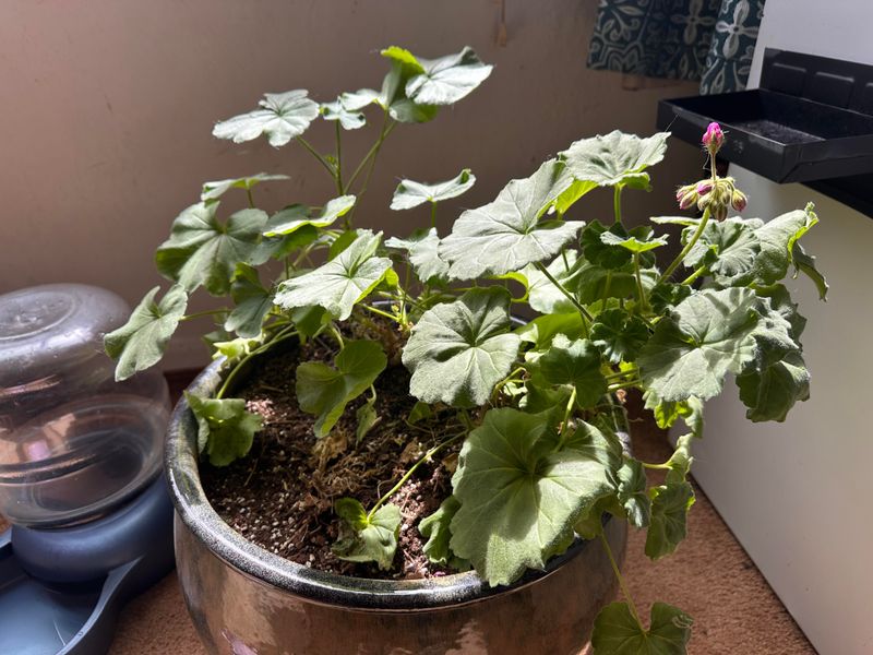 Maintaining Semi-Dormant Plants in a Garage