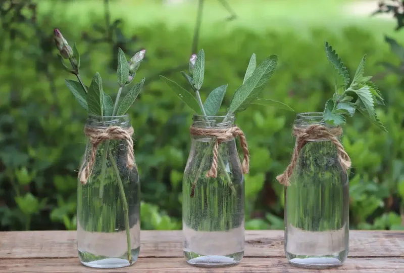 Use Glass Jars And Bottles For Herb Propagation