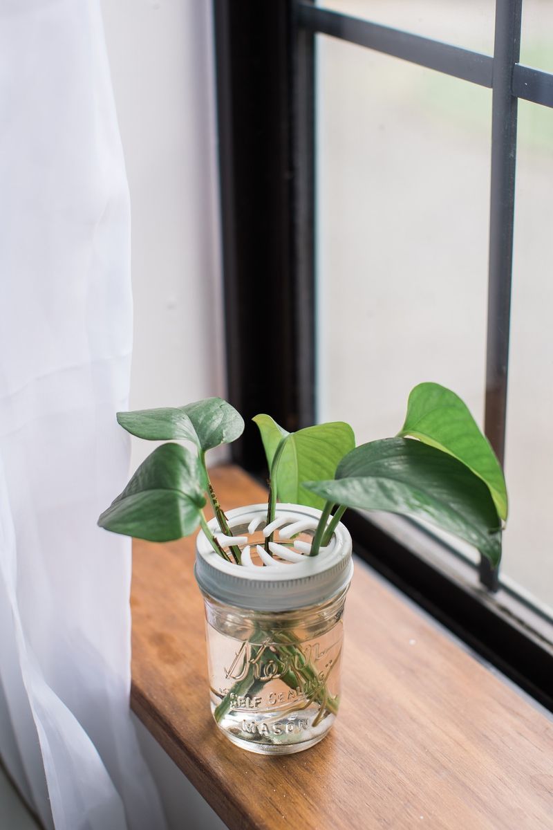 Use Glass Jars For Water Propagation Stations