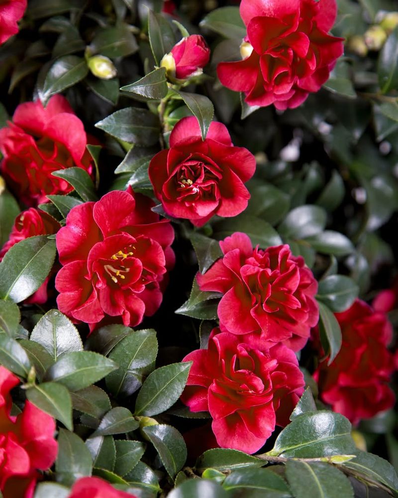 Provides Year-Round Evergreen Foliage